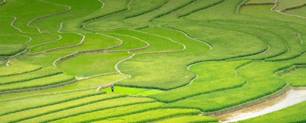 agriculture fields in Asia