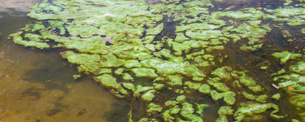 Scientific voyage of discovery studies algal blooms