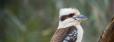 Kookaburra