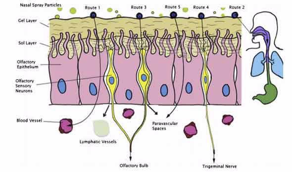 Oxytocin pathways