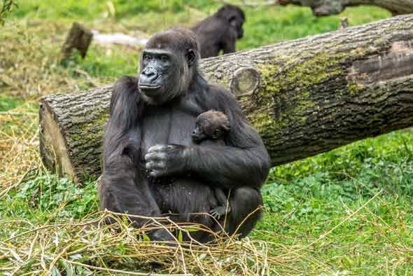 Oxytocin research gorilla mother and baby