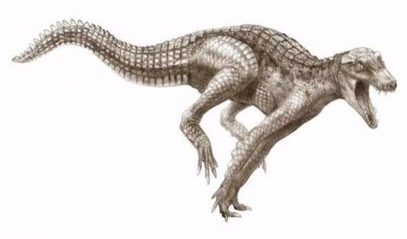 Crocodylomorph