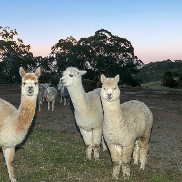 Alpacas