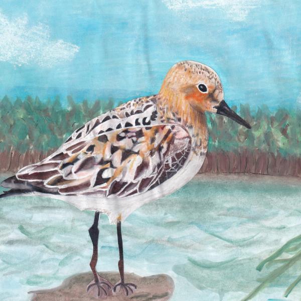 Shorebird from winning entry 2021