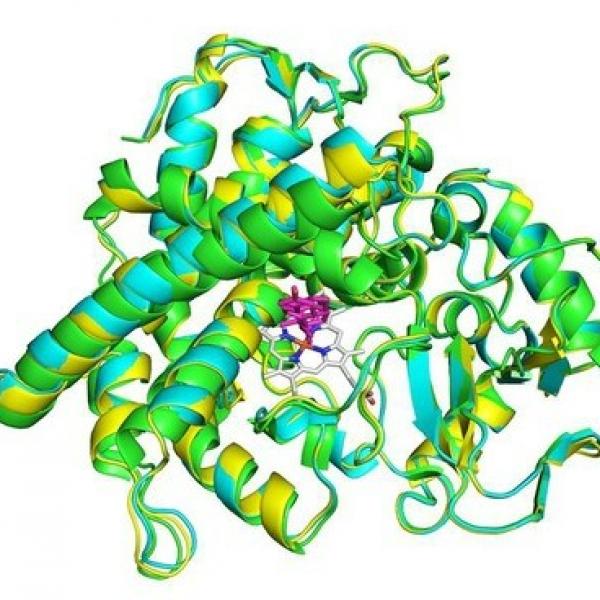 cytochrome p450 steroid binding