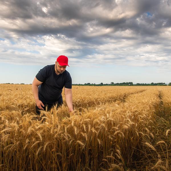Australian farmer in wheat field