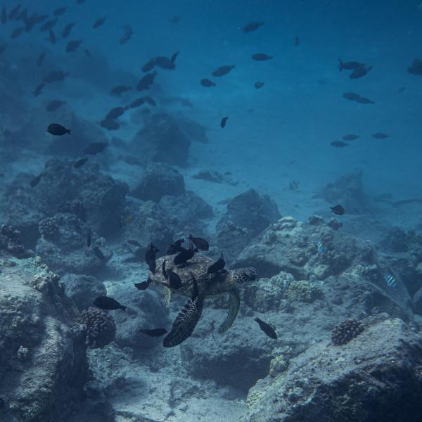 stock image of fish and turtle deep in sea bed