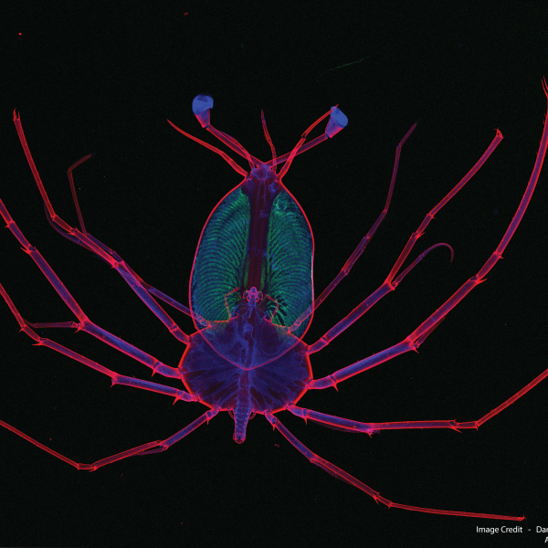 Examining the inorganic elemental composition of lobster phyllosoma (Panulirus ornatus) with X-ray fluorescence microscopy