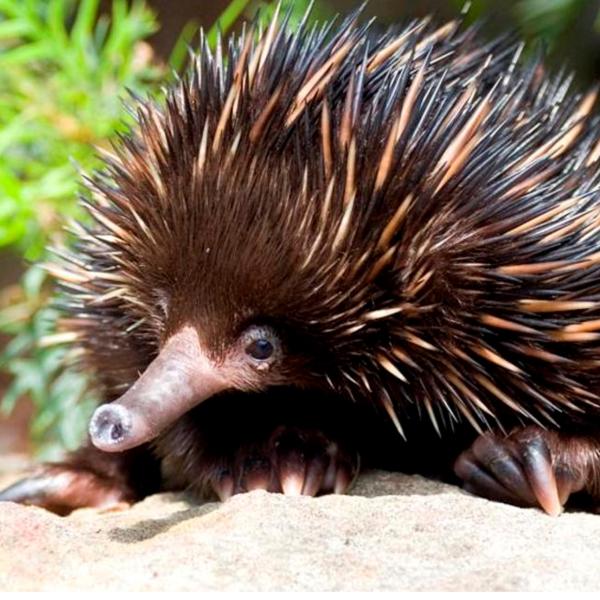 Image credit: Taronga Zoo