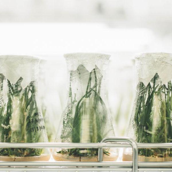 A picture of a greenhouses' interior.