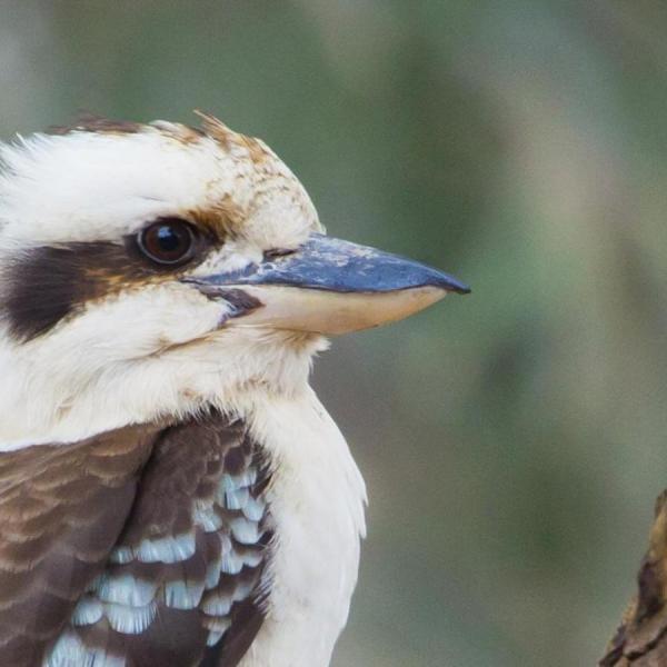 Kookaburra