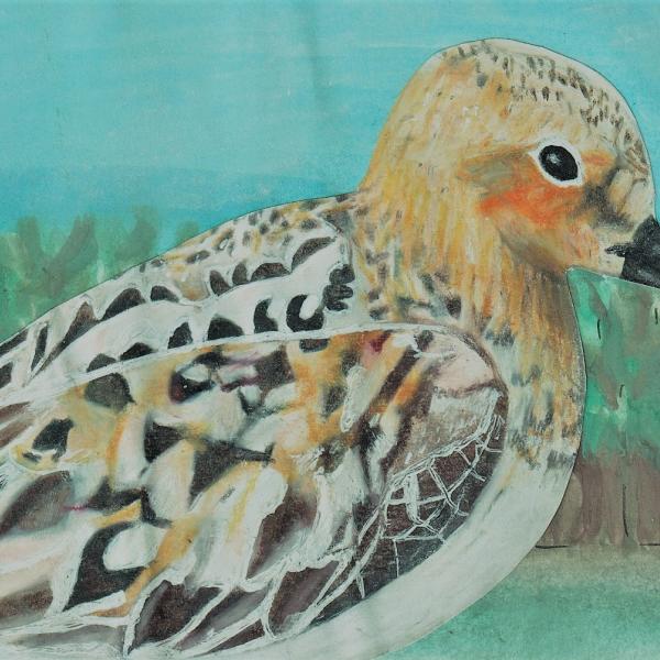 Shorebirds Competition 2022
