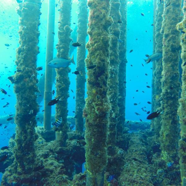 stock image fish underwater