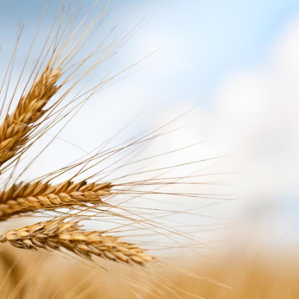 Agriculture study on zinc nanofertilsers