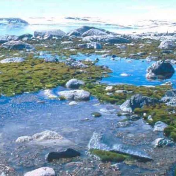 Antarctic moss