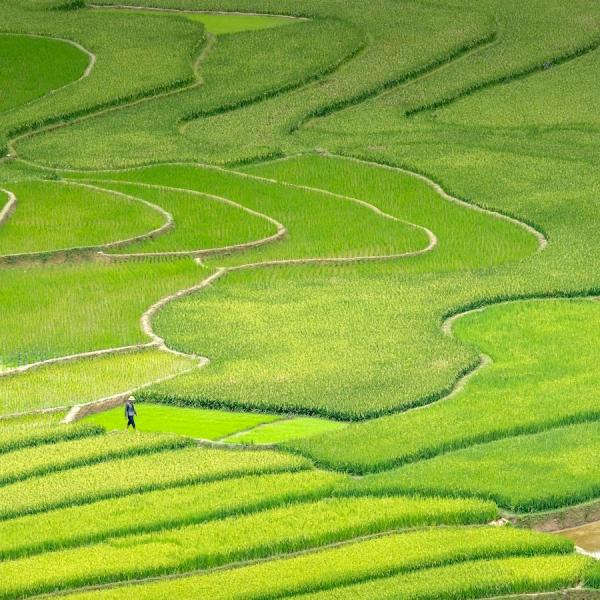 agriculture fields in Asia