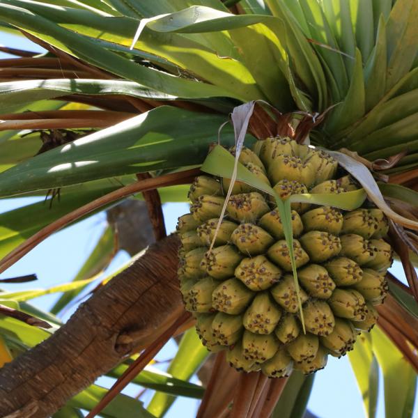 Australian native foods