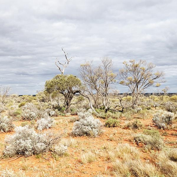 Australian outback