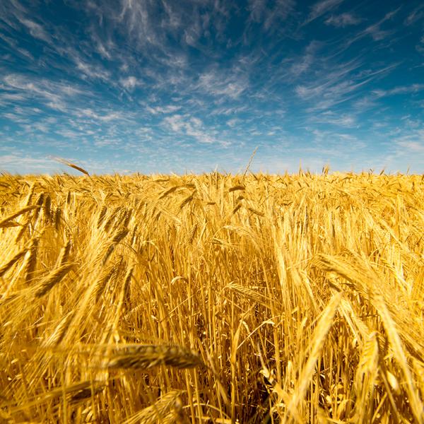 Australian wheat