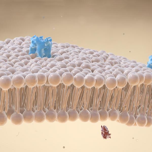 Surface of cell membrane