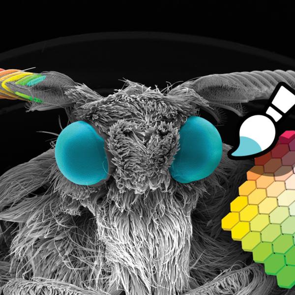 Incredible Insects Competition Results
