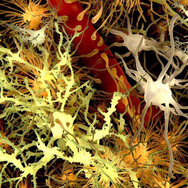 Immune cells in the brain