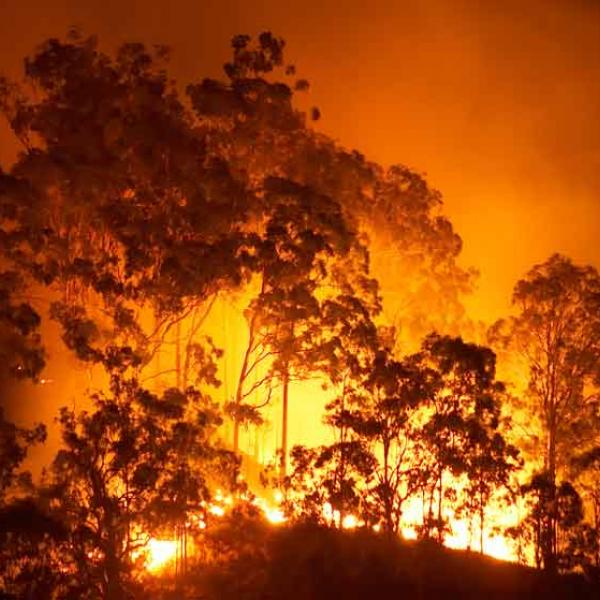 Bushfire