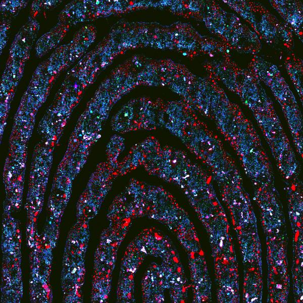 Analysis of fingerprints with synchrotron techniques provides a complete picture