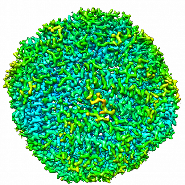 Cryo-EM image