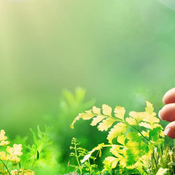 Hands Holding Globe Glass In Green Forest