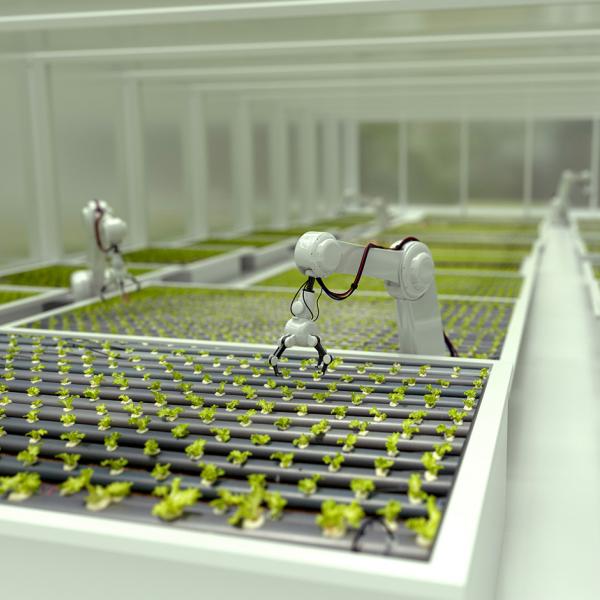 Robots growing lettuce