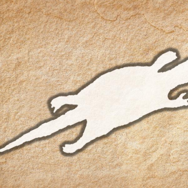 Goanna banner