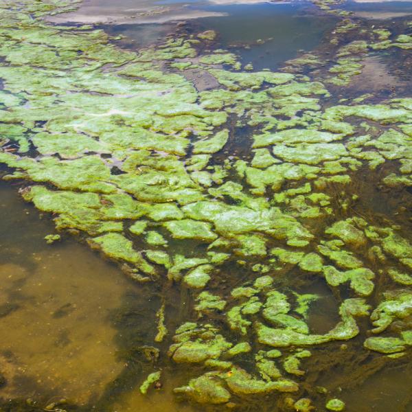 Scientific voyage of discovery studies algal blooms