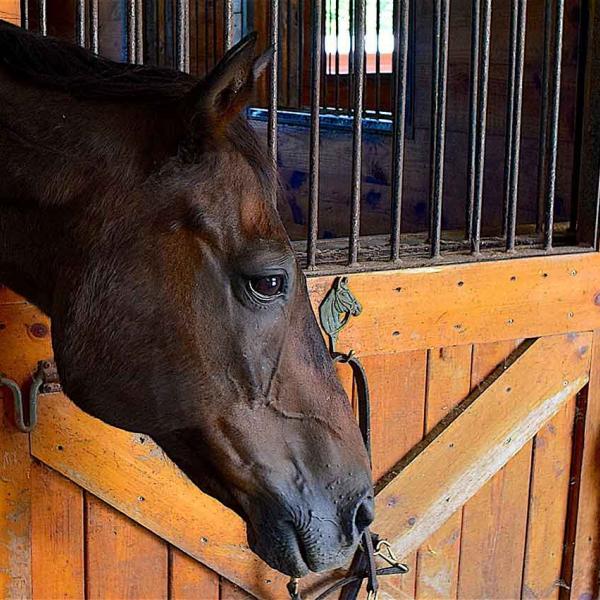 Horse 