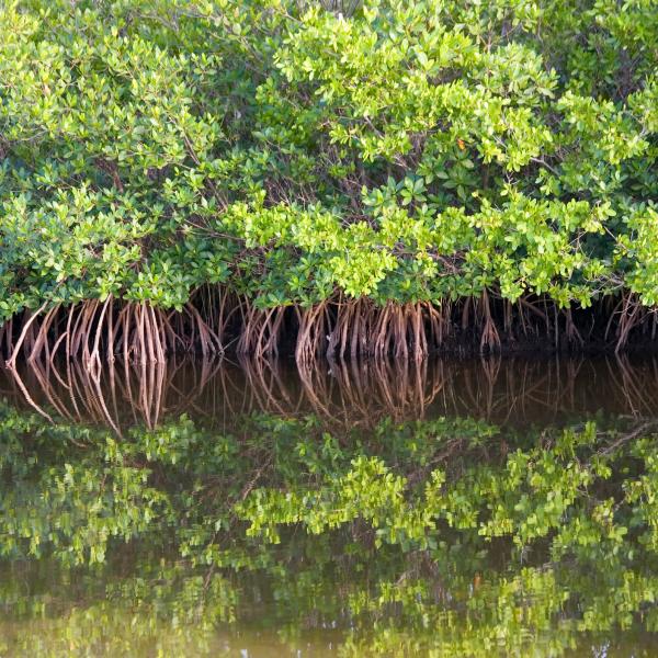 Mangroves