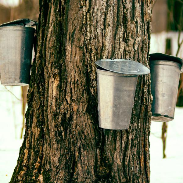 Maple syrup tap process