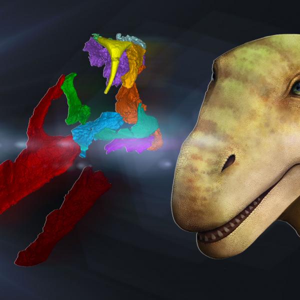 Synchrotron techniques reveal structural details of fossilised fragment of a rare Australian dinosaur skull 