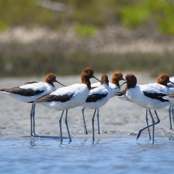 Migratory water birds