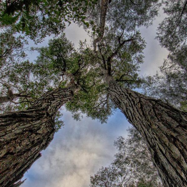 Trees