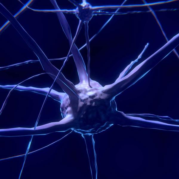 Nerve cell
