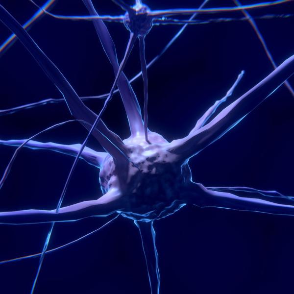 Nerve cell