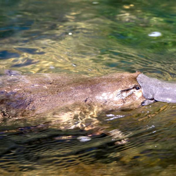 Platypus