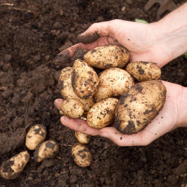 Potatoes_food research