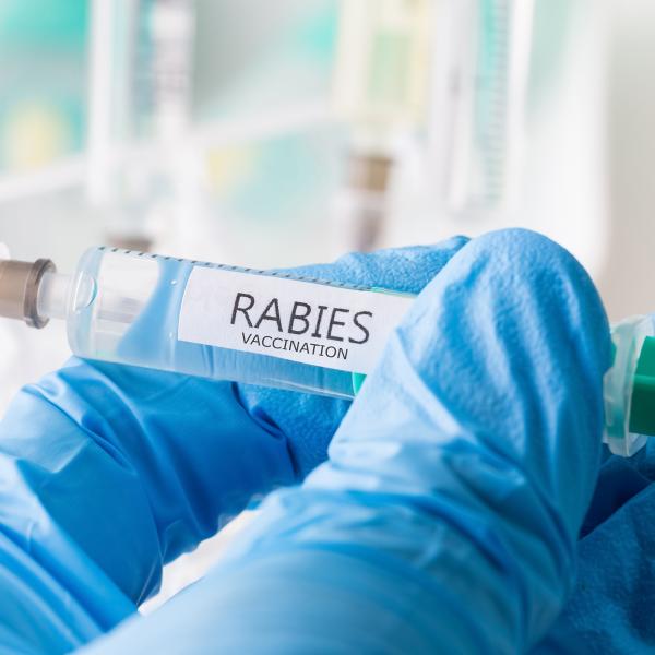 Rabies virus