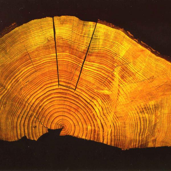 Tree rings 