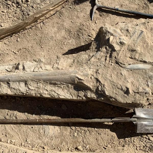 Fossil skull block