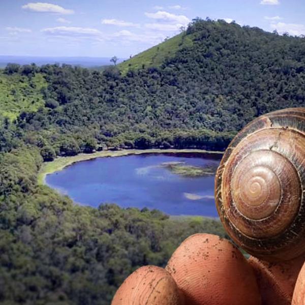 Snail
