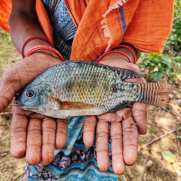 Tilapia New Guinea