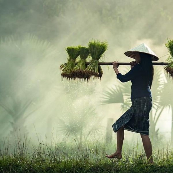 rice crop 
