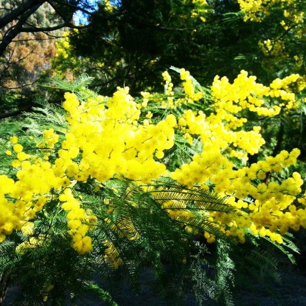 Wattle